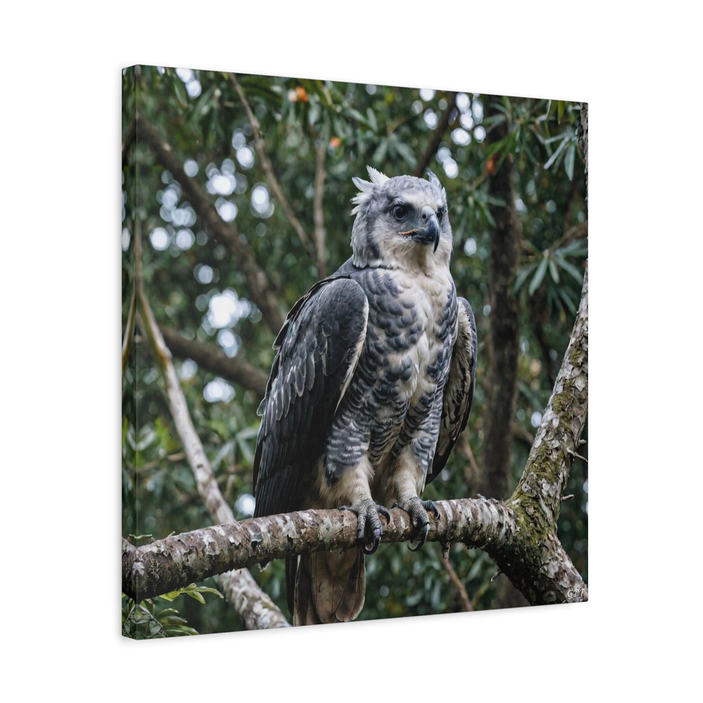 Harpy Eagle (0214) - Great Pictures Framed