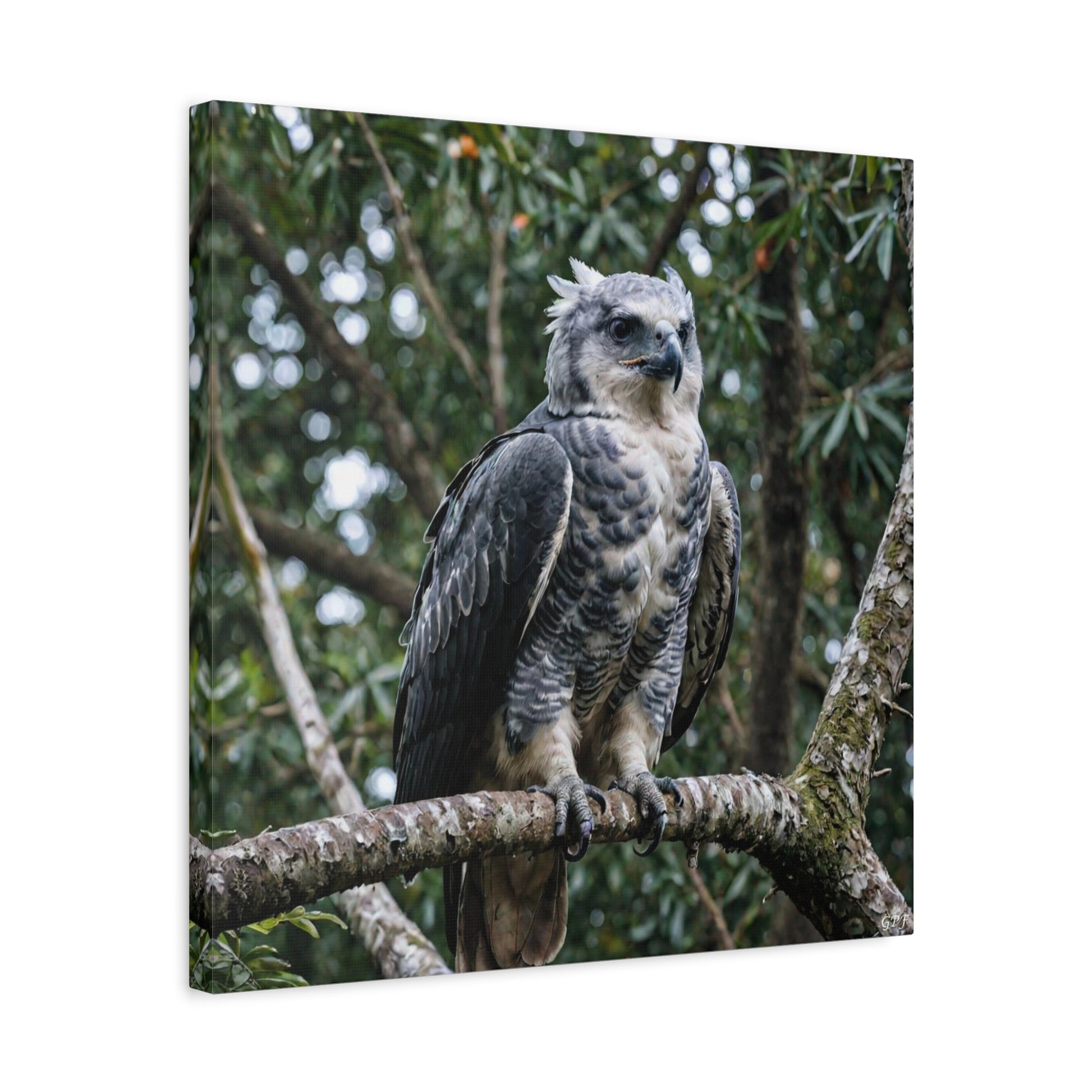 Harpy Eagle (0214) - Great Pictures Framed