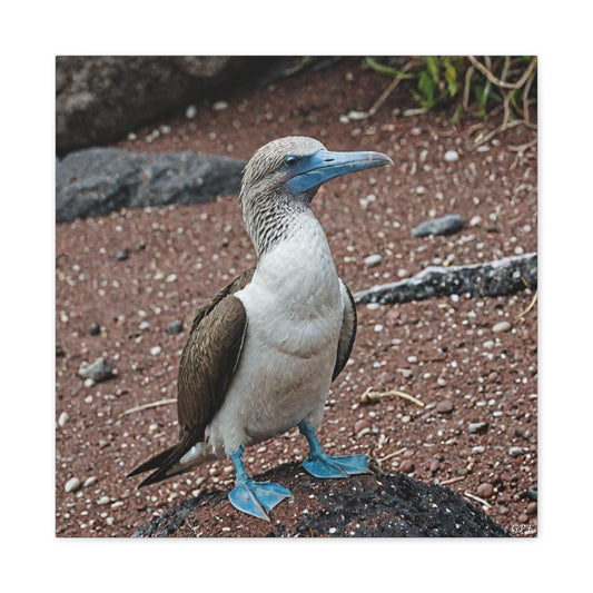 Blue-footed Booby (0207) - Great Pictures Framed