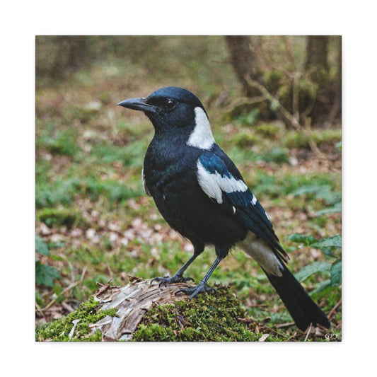 Eurasian Magpie (0136) - Great Pictures Framed