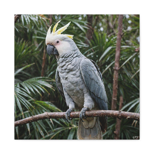 Palm Cockatoo (0105) - Great Pictures Framed