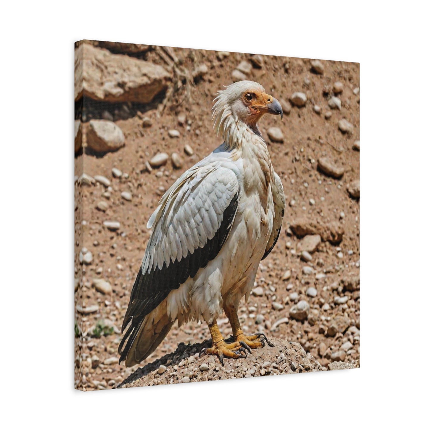 Egyptian Vulture (0012) - Great Pictures Framed