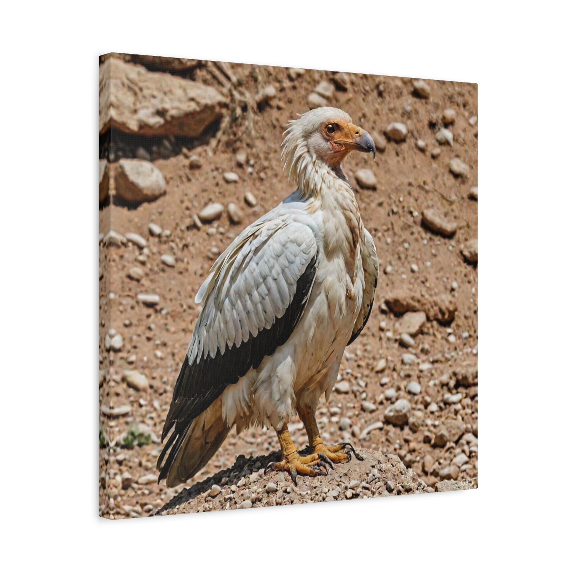 Egyptian Vulture (0012) - Great Pictures Framed