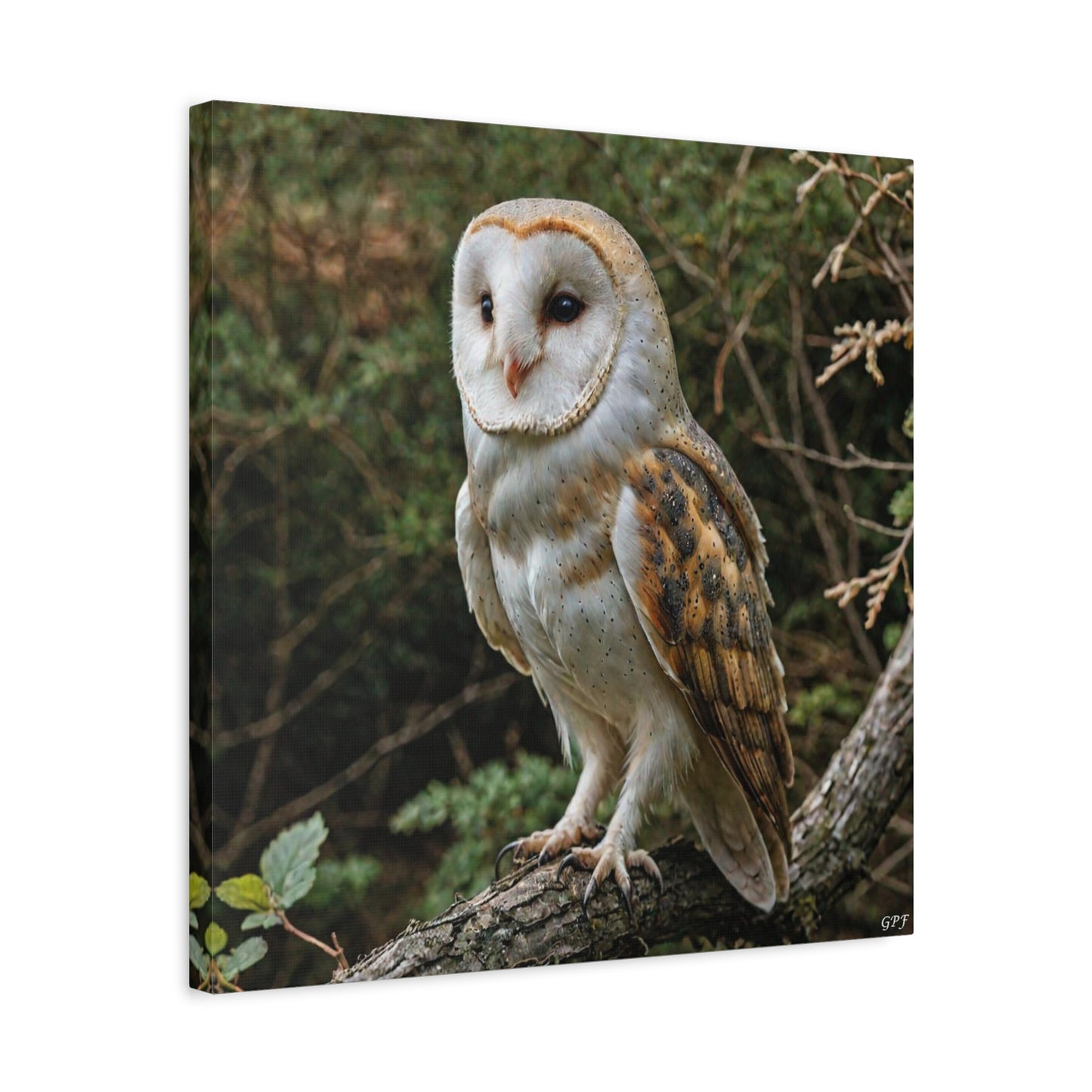 Barn Owl (0123) - Great Pictures Framed