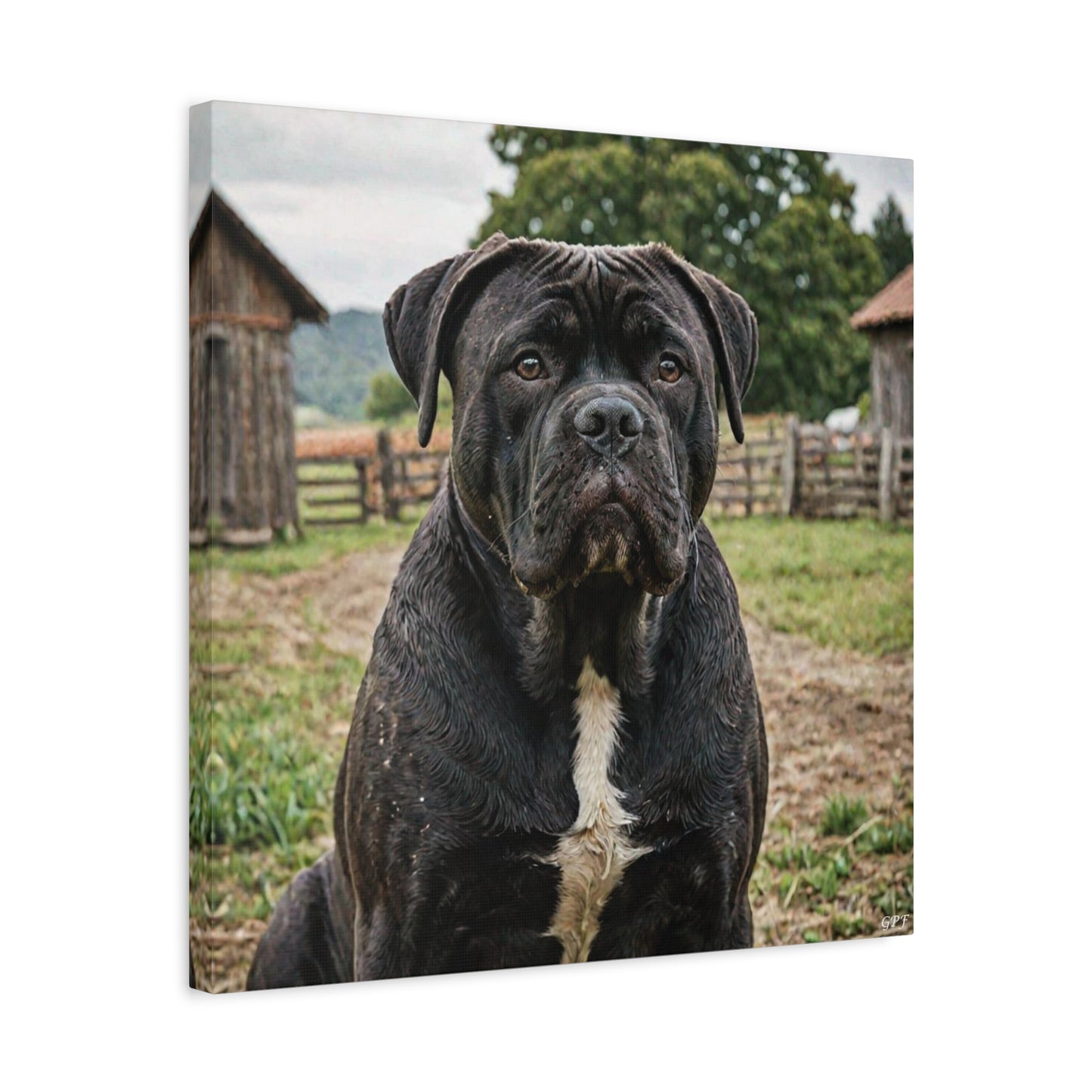 Cane Corso (036) - Great Pictures Framed
