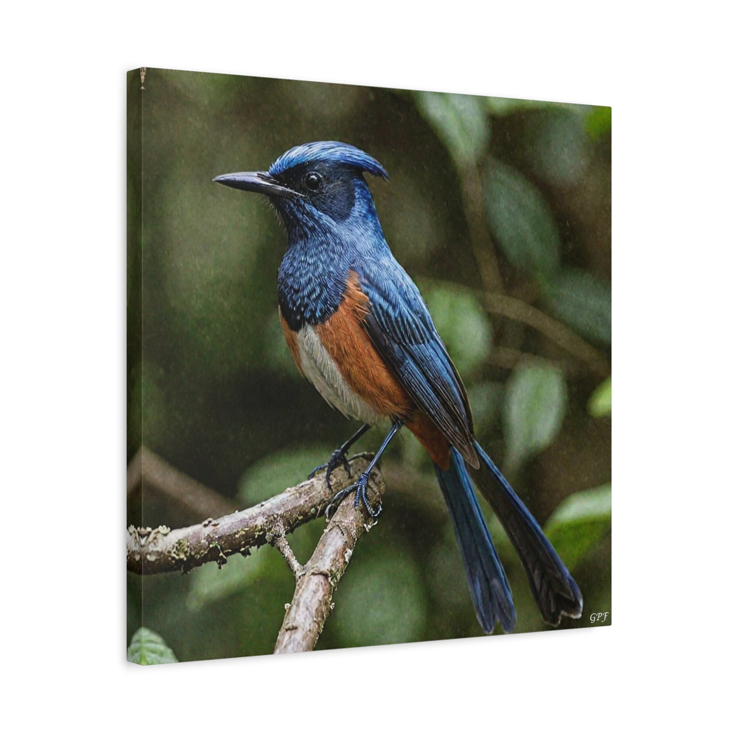 Asian Paradise Flycatcher (0043) - Great Pictures Framed