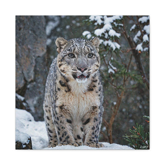 Snow Leopard (163) - Great Pictures Framed