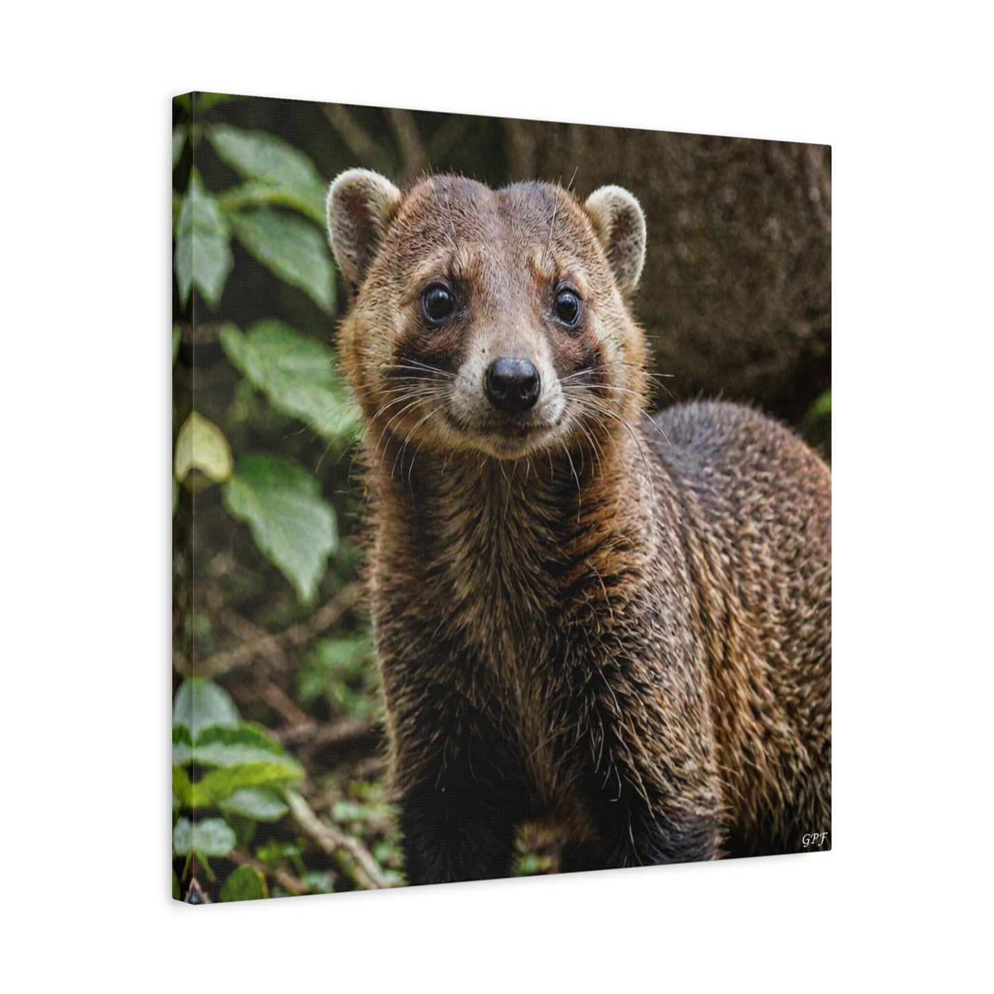 Coati (114) - Great Pictures Framed