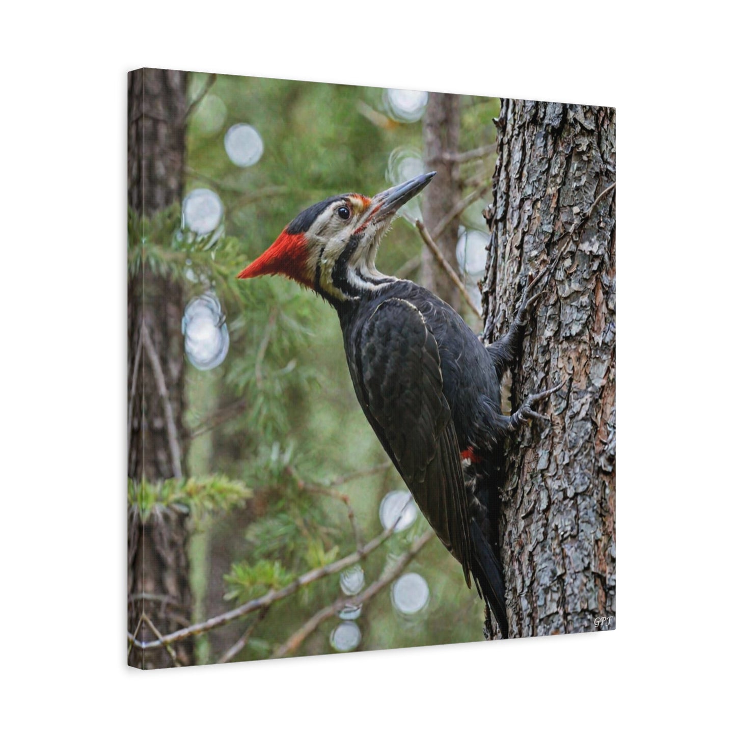 Pileated Woodpecker (0185) - Great Pictures Framed
