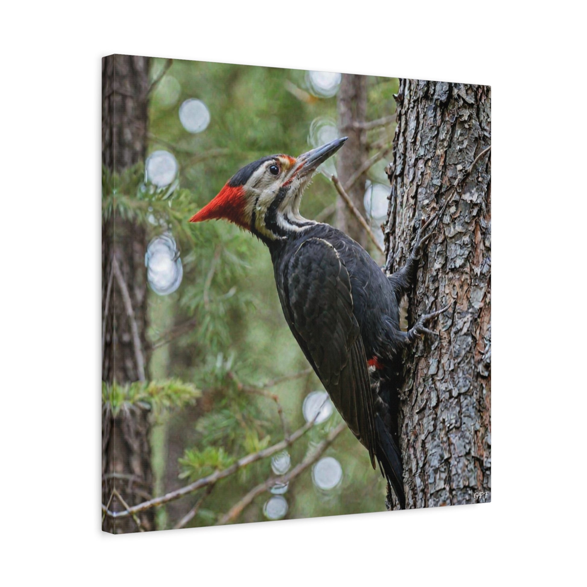 Pileated Woodpecker (0185) - Great Pictures Framed