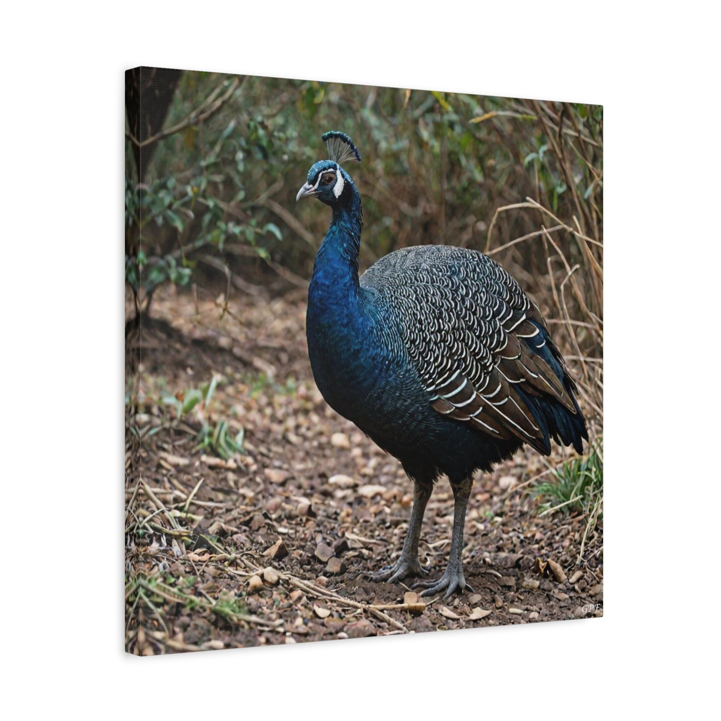 Vulturine Guineafowl (0037) - Great Pictures Framed