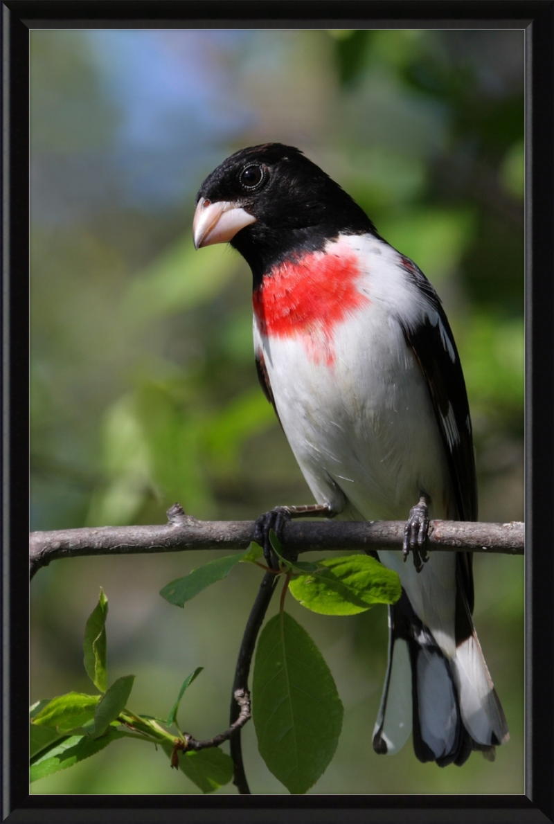 Pheucticus ludovicianus CT3 - Great Pictures Framed