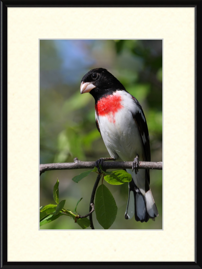 Pheucticus ludovicianus CT3 - Great Pictures Framed