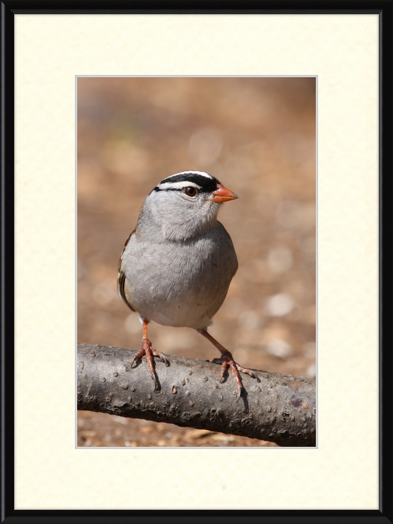 White-crowned Sparrow (Zonotrichia leucophrys) - Great Pictures Framed