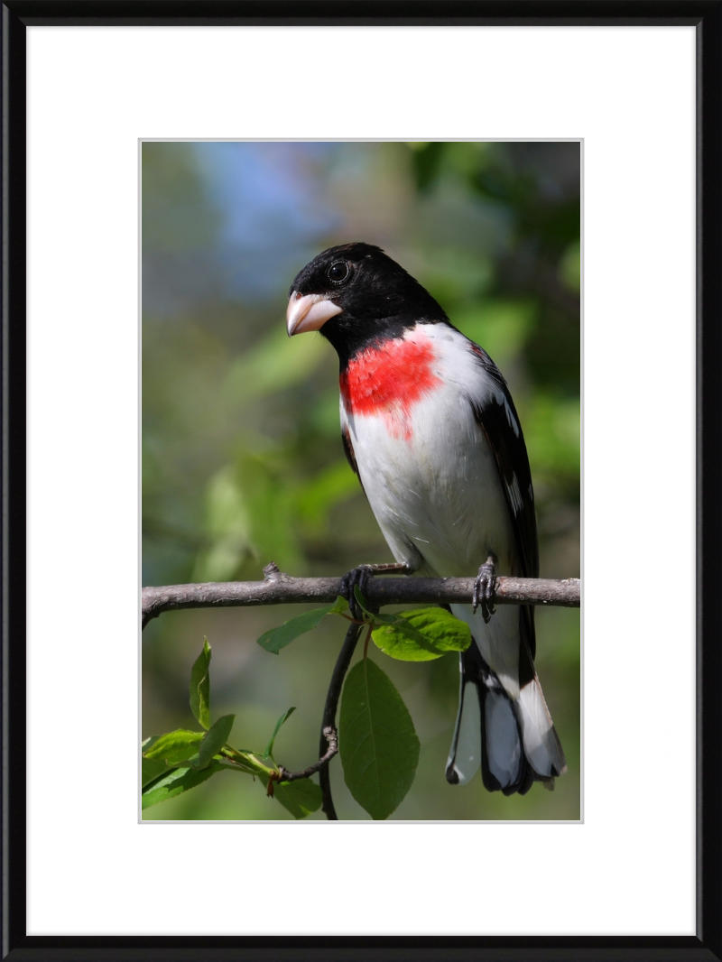 Pheucticus ludovicianus CT3 - Great Pictures Framed