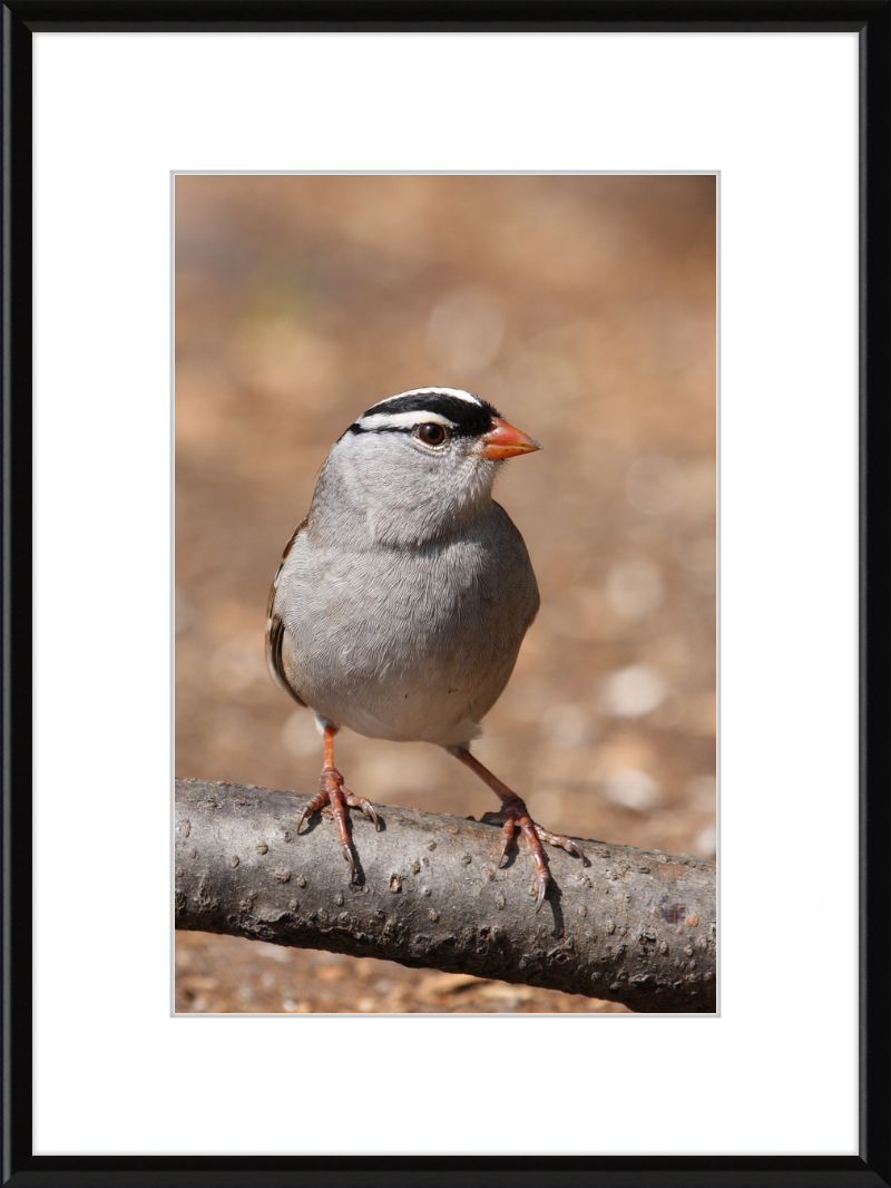 White-crowned Sparrow (Zonotrichia leucophrys) - Great Pictures Framed