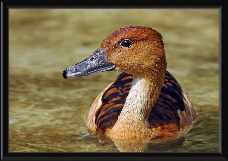 The Wilhelma Whistling Duck - Great Pictures Framed