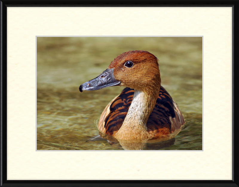The Wilhelma Whistling Duck - Great Pictures Framed