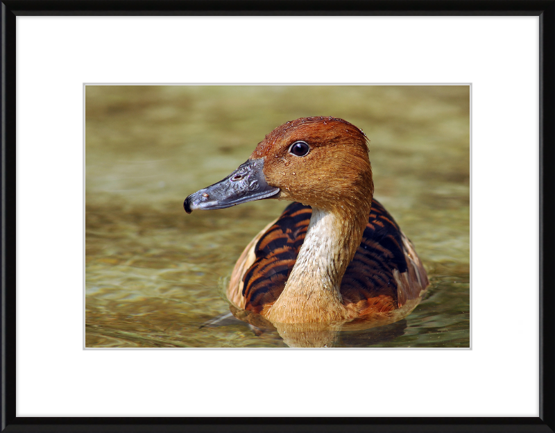 The Wilhelma Whistling Duck - Great Pictures Framed