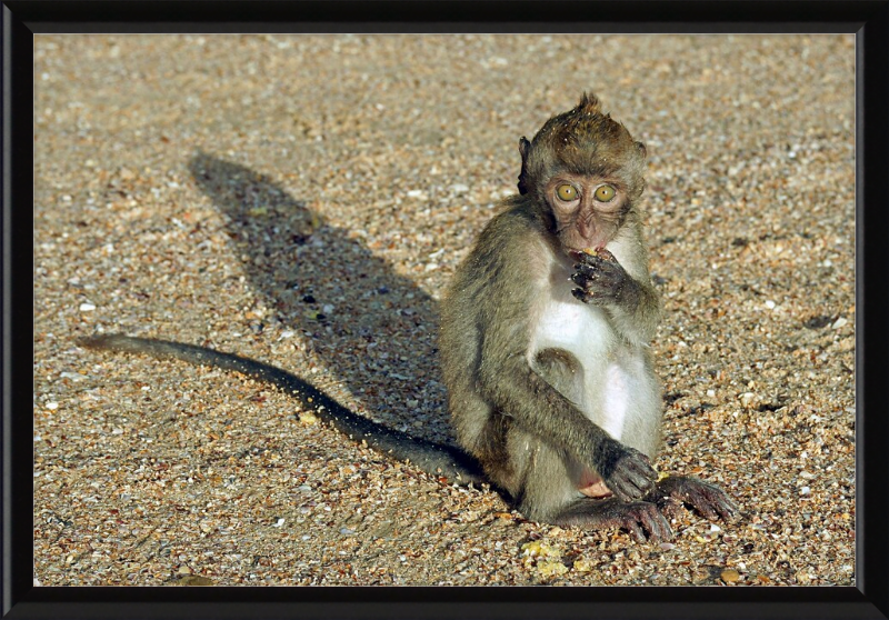 Macaca Fascicularis - Great Pictures Framed