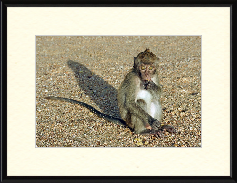 Macaca Fascicularis - Great Pictures Framed