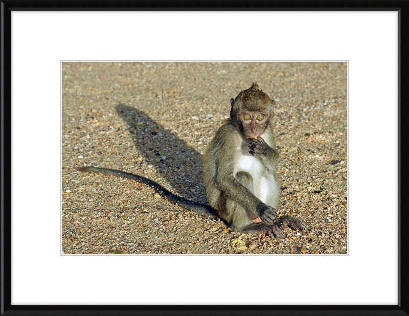 Macaca Fascicularis - Great Pictures Framed
