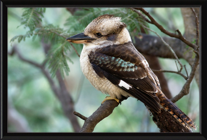 The New Guinea Kingfisher in its Natural Habitat - Great Pictures Framed