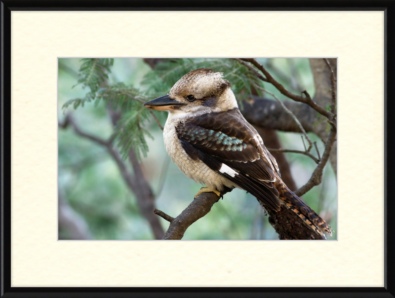 The New Guinea Kingfisher in its Natural Habitat - Great Pictures Framed