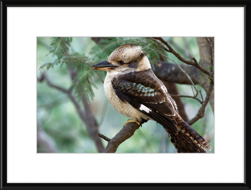 The New Guinea Kingfisher in its Natural Habitat - Great Pictures Framed