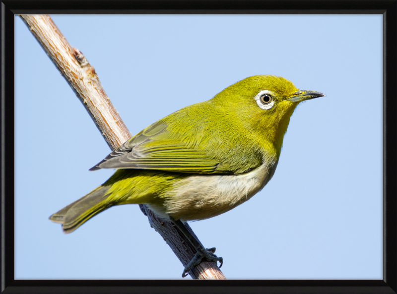 Japanese white-eye at Tennoji Park in Osaka, Japan - Great Pictures Framed