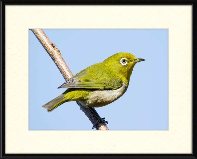 Japanese white-eye at Tennoji Park in Osaka, Japan - Great Pictures Framed