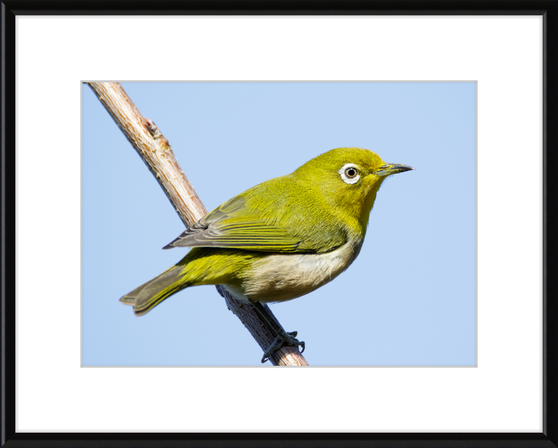 Japanese white-eye at Tennoji Park in Osaka, Japan - Great Pictures Framed
