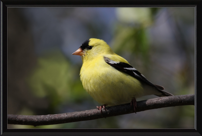 American Goldfinch - Great Pictures Framed