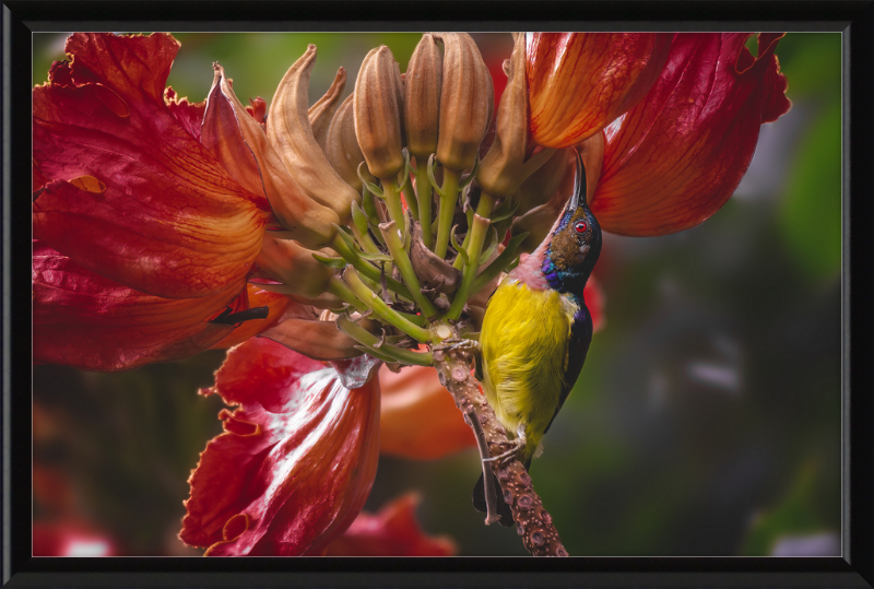 Flowerish Sunbird - Great Pictures Framed