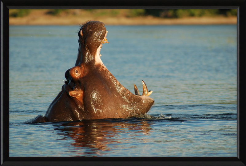 A Hippopotamus at Chobe River Front, Botswana - Great Pictures Framed