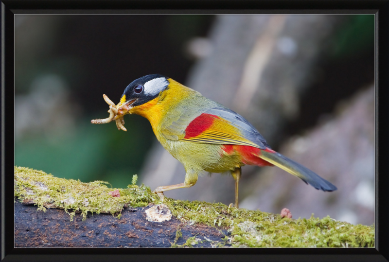 Leiothrix argentauris - Mae Wong - Great Pictures Framed