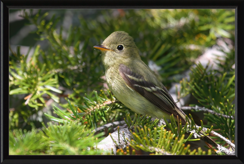 Empidonax Flaviventris - Great Pictures Framed