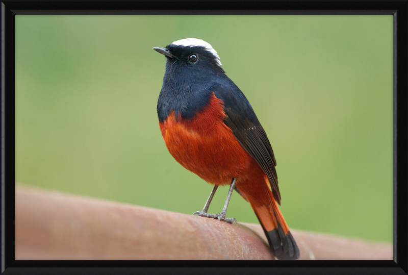 The White-capped Water Redstart - Great Pictures Framed