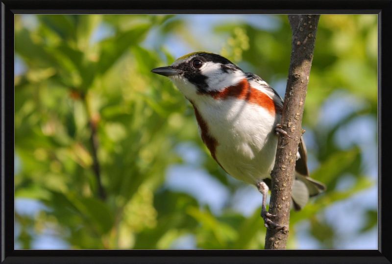 The Chestnut-sided Warbler - Great Pictures Framed