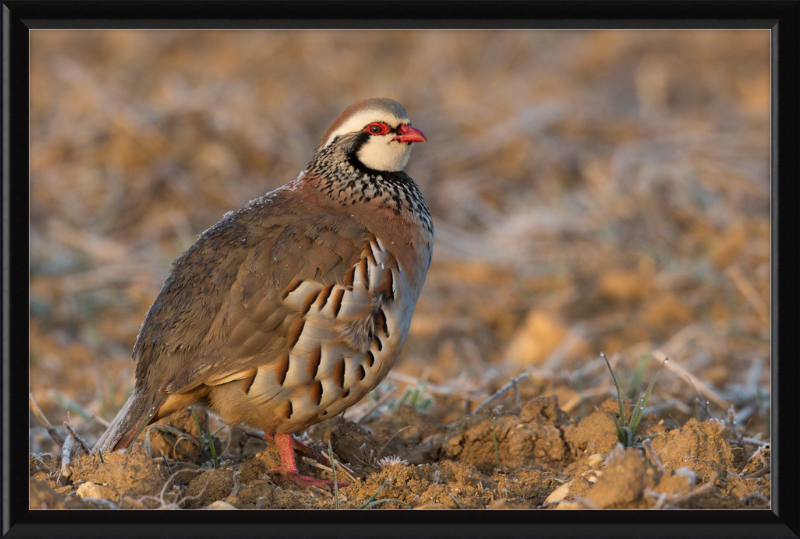Perdrix Rouge - Great Pictures Framed