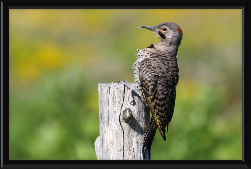 Colaptes Auratus - Great Pictures Framed