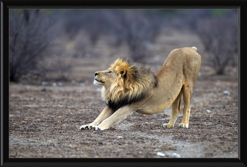Panthera Leo Stretching in Etosha - Great Pictures Framed