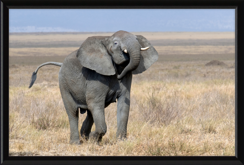 Loxodonta Africana on the Serengeti - Great Pictures Framed