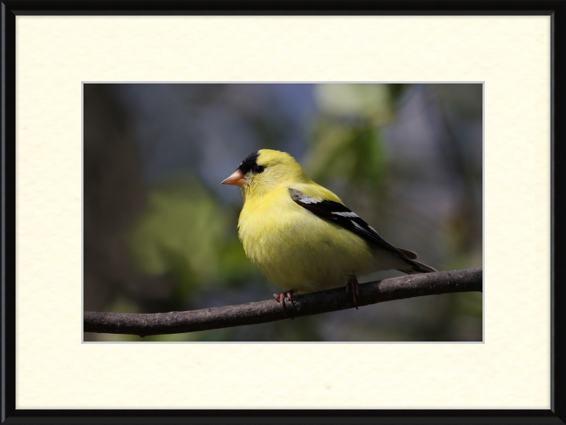 American Goldfinch - Great Pictures Framed