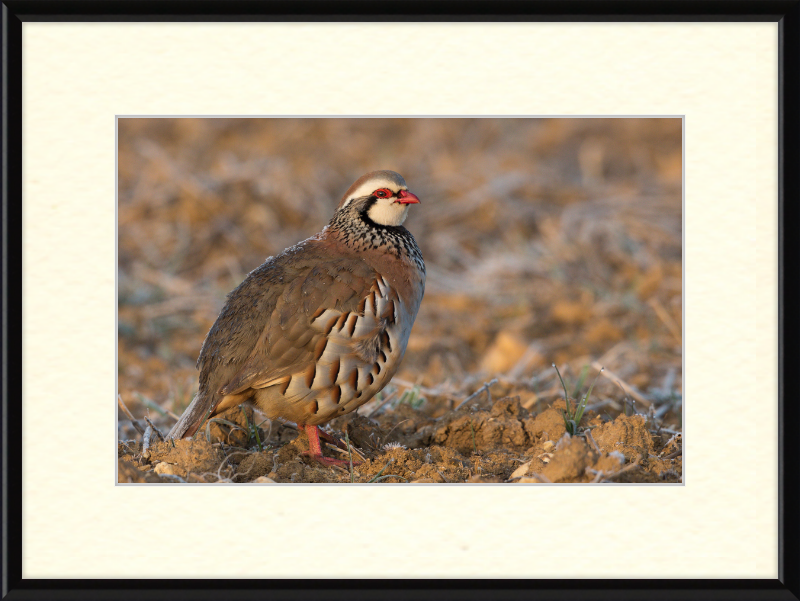 Perdrix Rouge - Great Pictures Framed