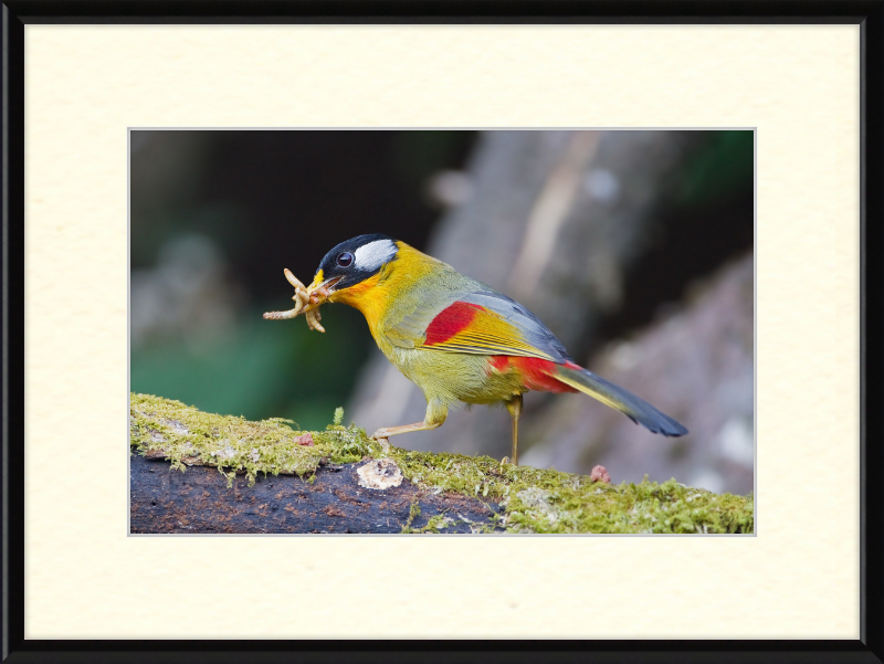 Leiothrix argentauris - Mae Wong - Great Pictures Framed