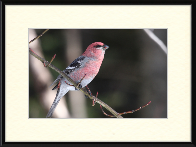 Pinicola Enucleator - Great Pictures Framed
