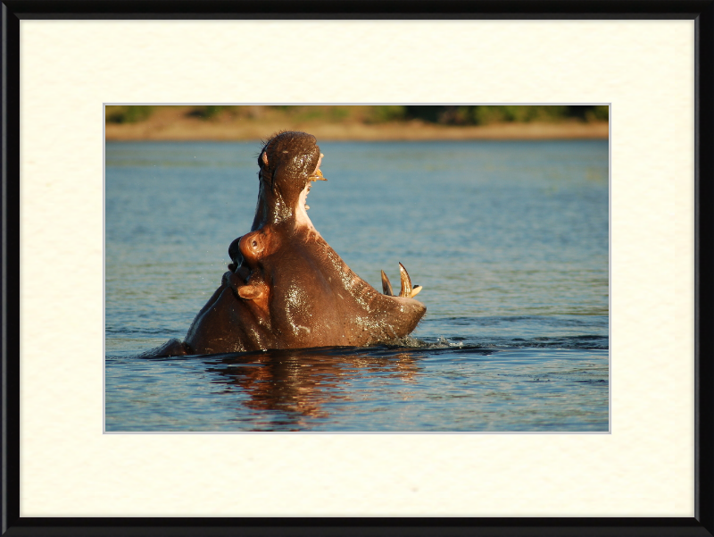 A Hippopotamus at Chobe River Front, Botswana - Great Pictures Framed