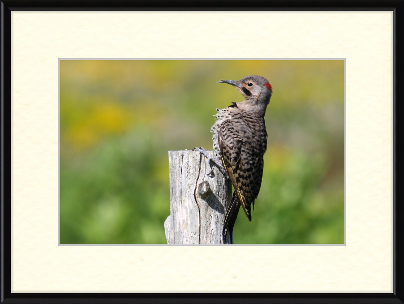 Colaptes Auratus - Great Pictures Framed