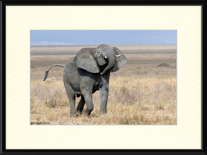 Loxodonta Africana on the Serengeti - Great Pictures Framed